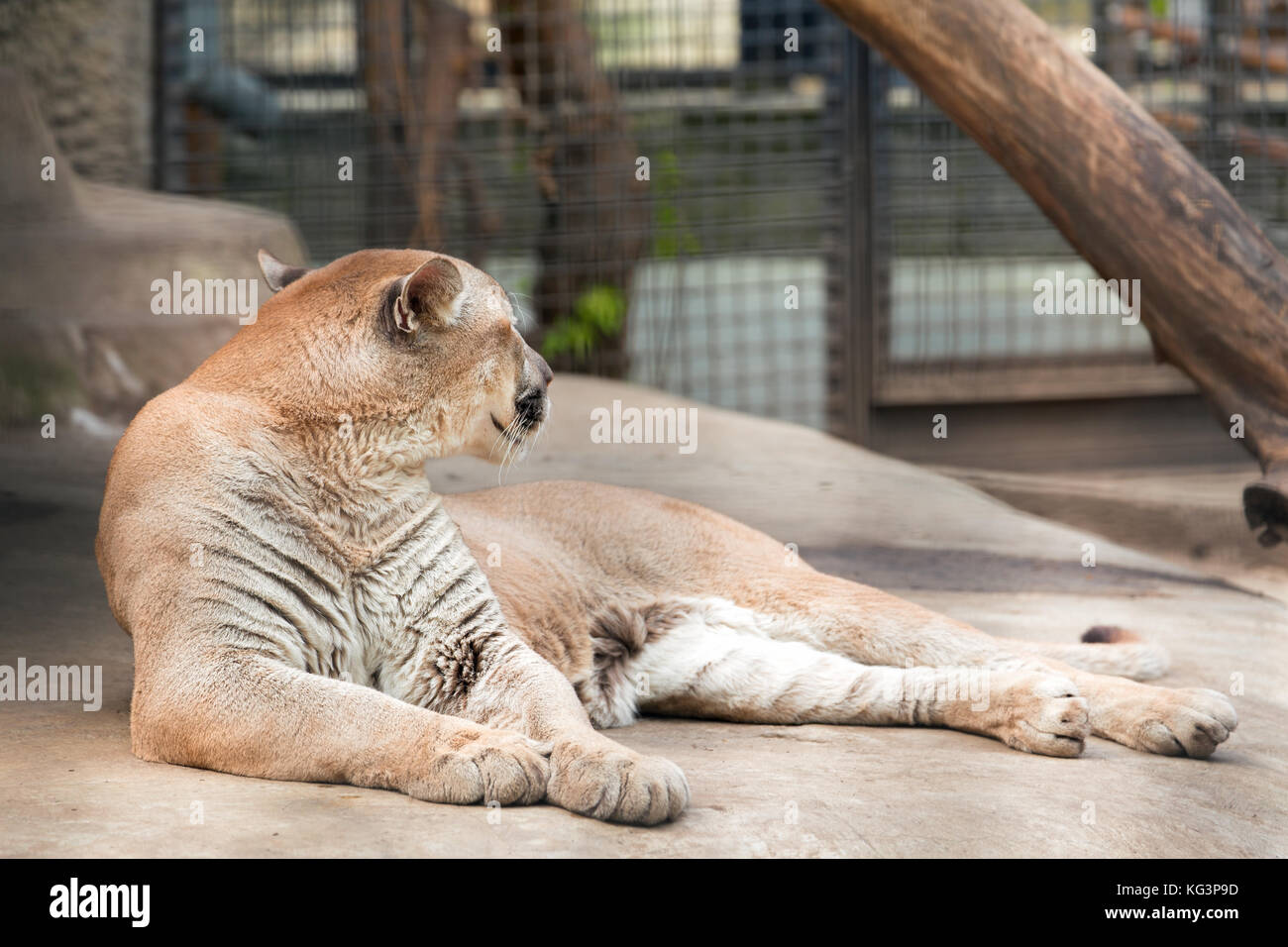 Puma im Zoo. Die puma liegt auf einem Stein und sieht aus der Ferne, in der  Kopf gedreht. Auf einem Hintergrund käfig Stangen Stockfotografie - Alamy