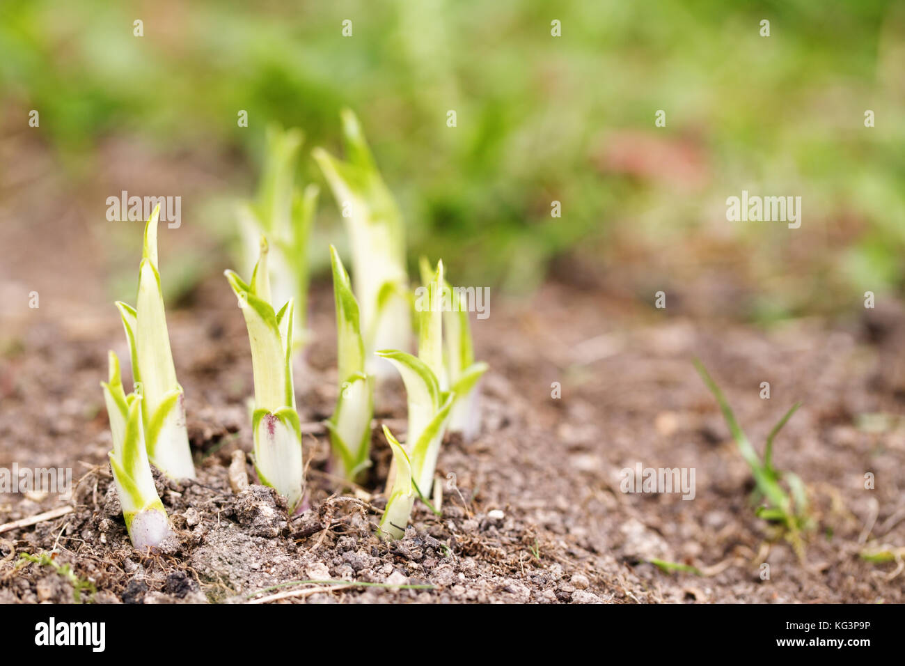 Masse austritt Hosts im Frühjahr. grüne Triebe im Frühling Nachmittag bestieg. Nahaufnahme, selektiver Fokus, Copyspace auf der rechten Seite Stockfoto