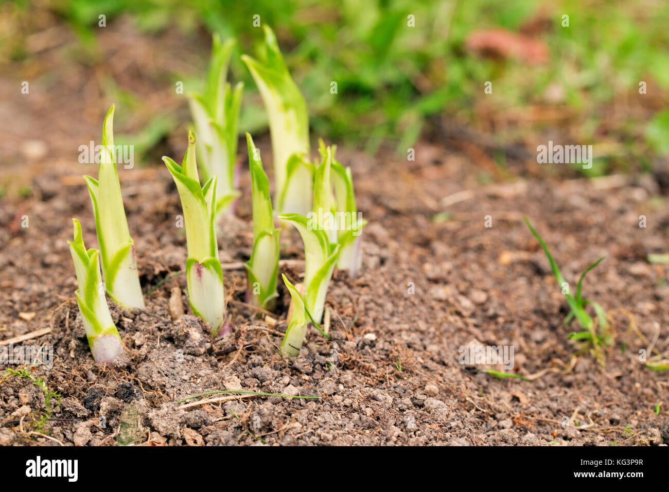 Masse austritt Hosts im Frühjahr. grüne Triebe im Frühling Nachmittag bestieg. Nahaufnahme, selektiver Fokus, Copyspace auf der rechten Seite Stockfoto