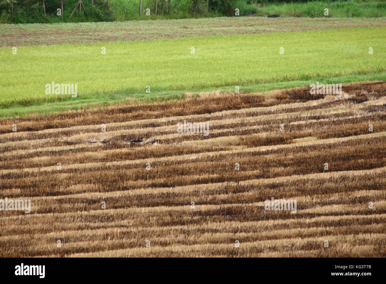 Die Hälfte geerntetem Rohreis Feld in Thailand Stockfoto