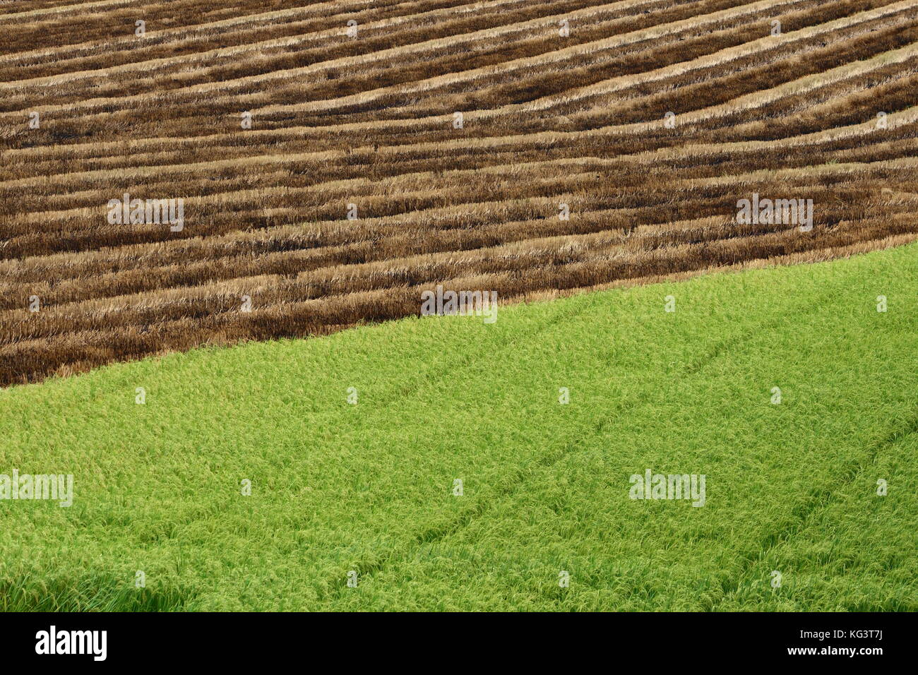 Die Hälfte geerntetem Rohreis Feld in Thailand Stockfoto