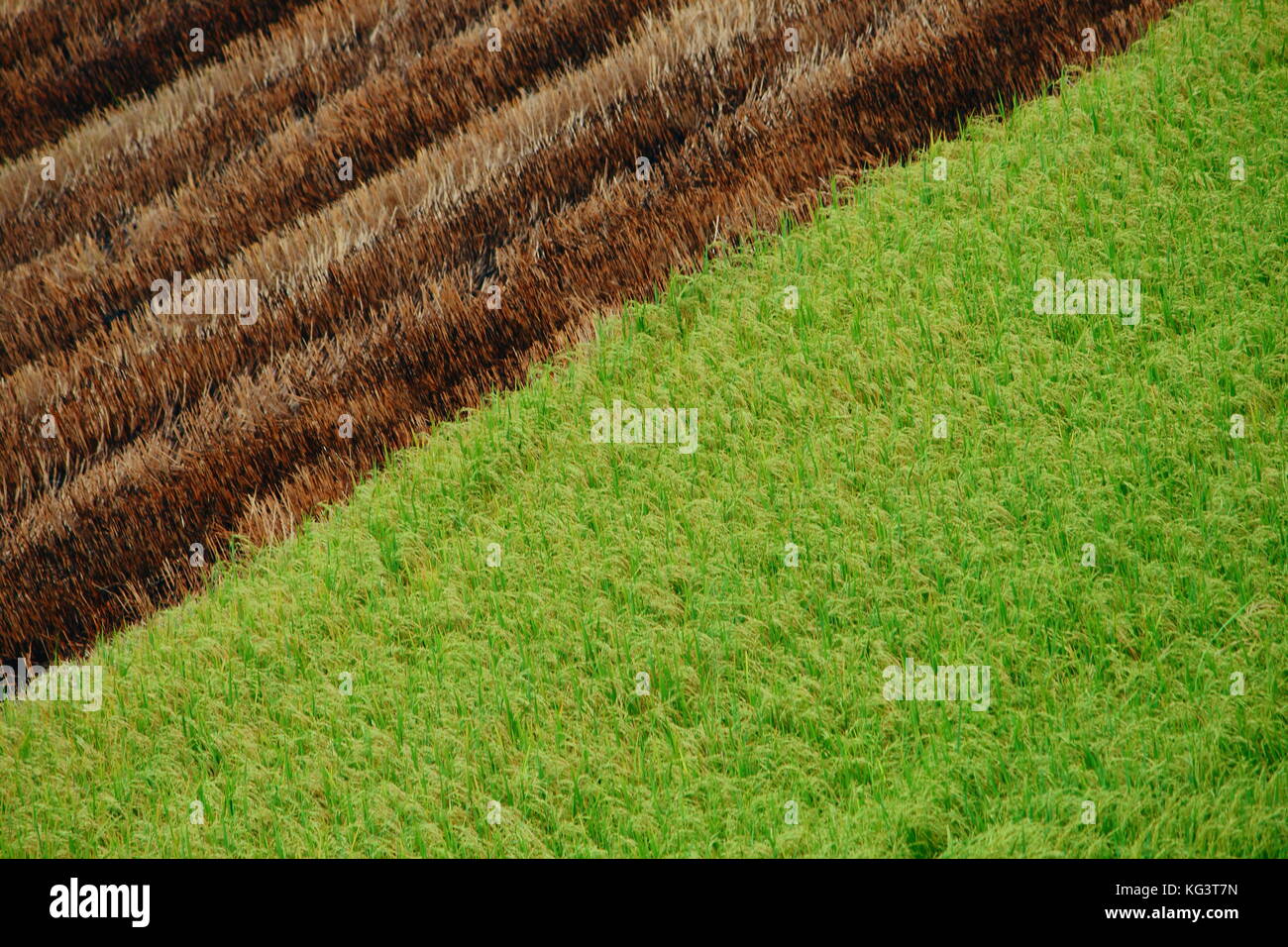 Die Hälfte geerntetem Rohreis Feld in Thailand Stockfoto