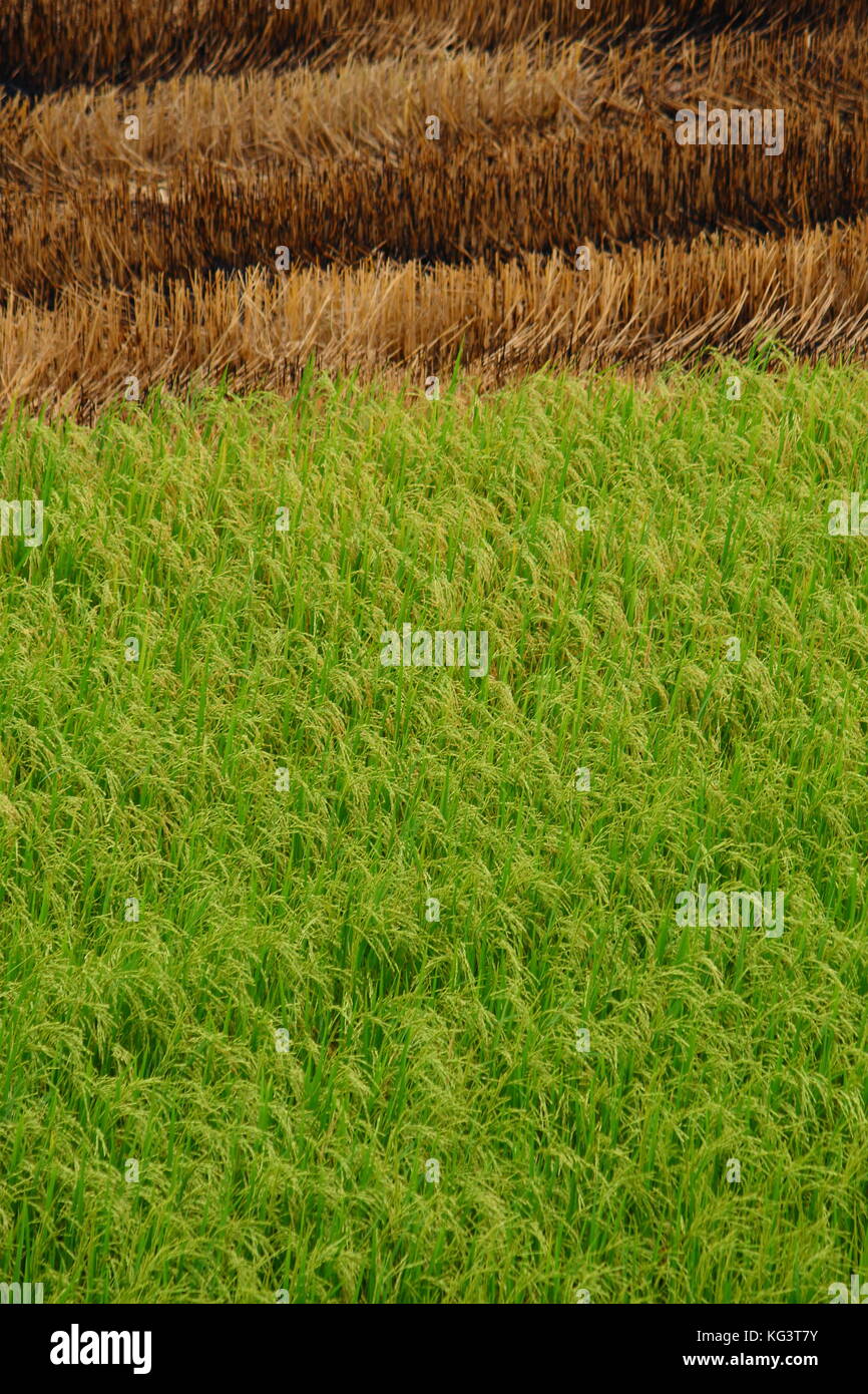 Die Hälfte geerntetem Rohreis Feld in Thailand Stockfoto