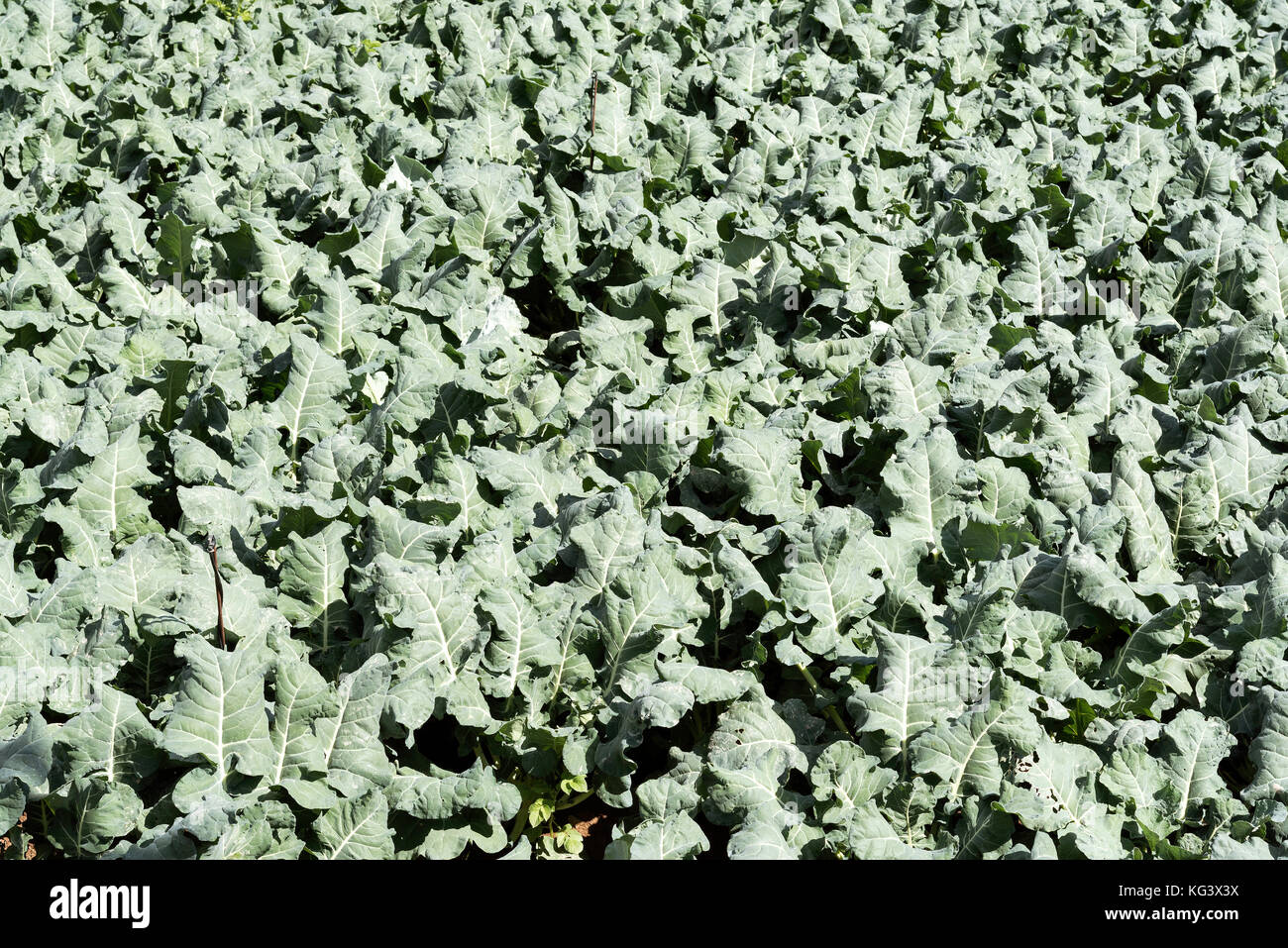 Gemüse wächst auf einem Feld auf der Lesithi-Hochebene auf Kreta, Griechenland. Oktober 2017 Stockfoto