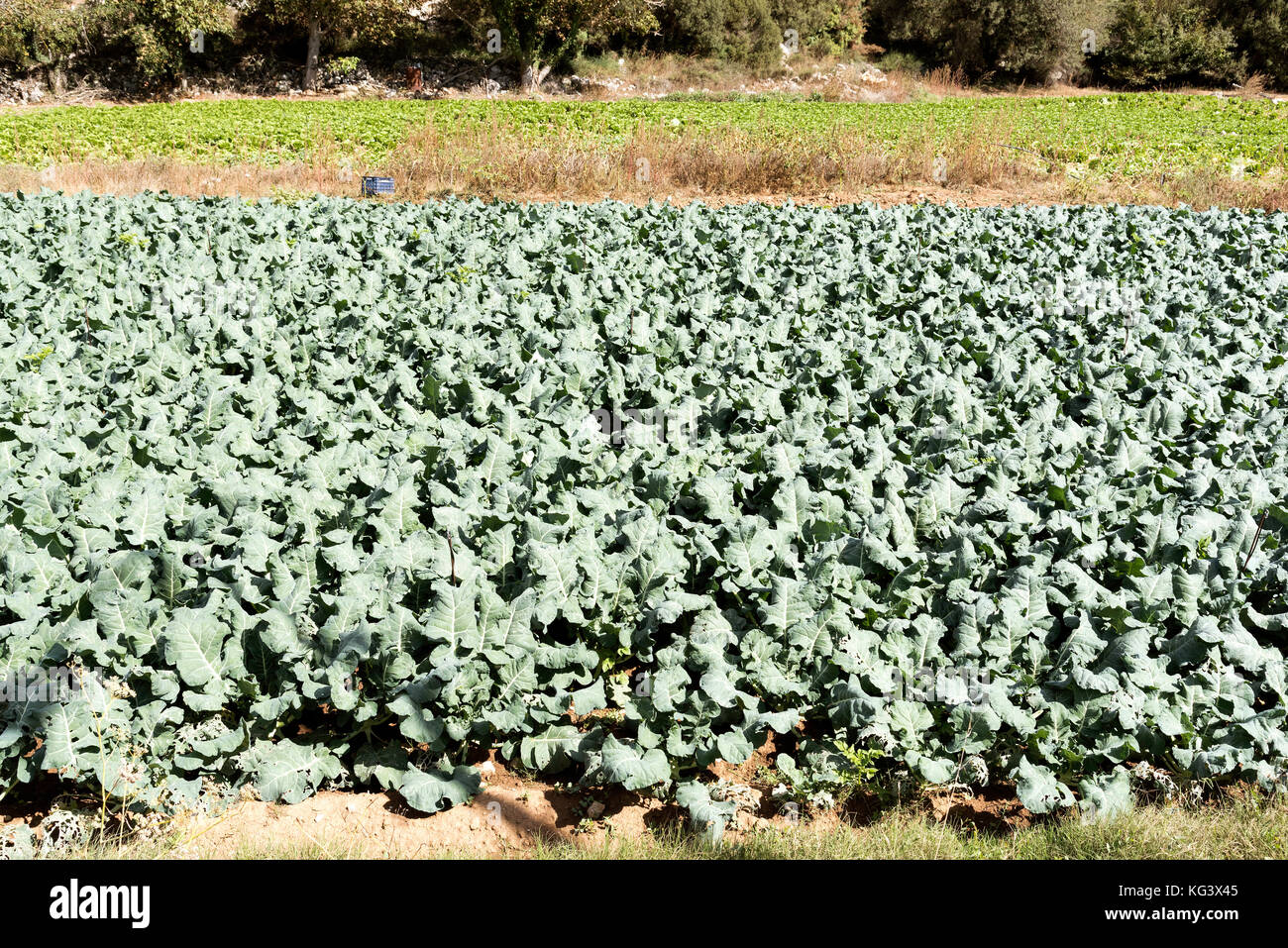 Gemüse wächst auf einem Feld auf der Lesithi-Hochebene auf Kreta, Griechenland. Oktober 2017 Stockfoto
