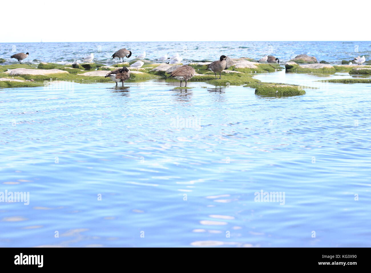 Kanadagänse am Lake Ontario, Toronto, Kanada Stockfoto