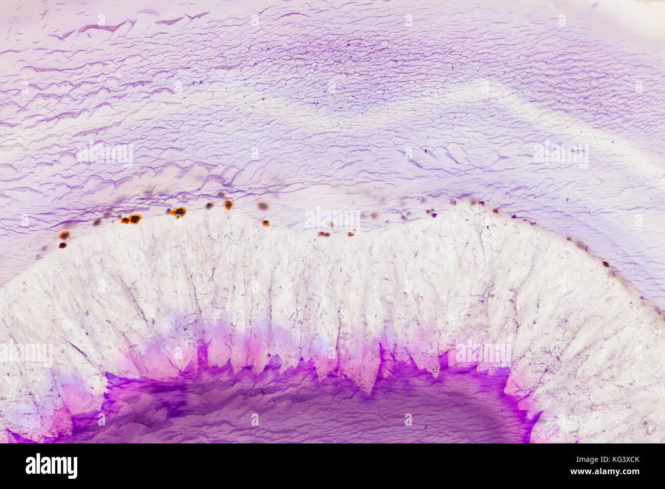 Zusammenfassung Hintergrund - rosa Achat mineral Querschnitt Stockfoto