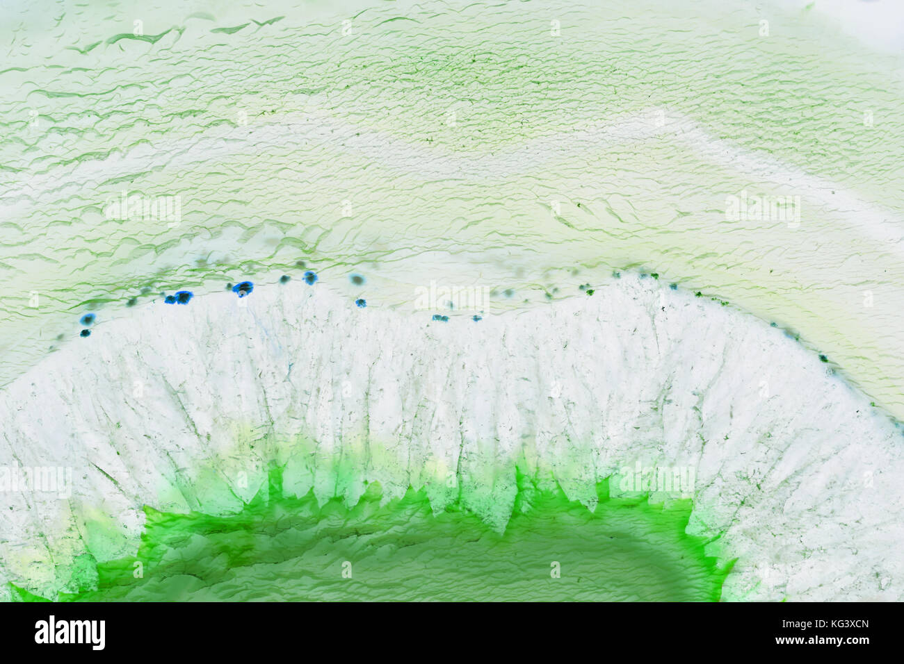 Zusammenfassung Hintergrund - grüner Achat mineral Querschnitt Stockfoto