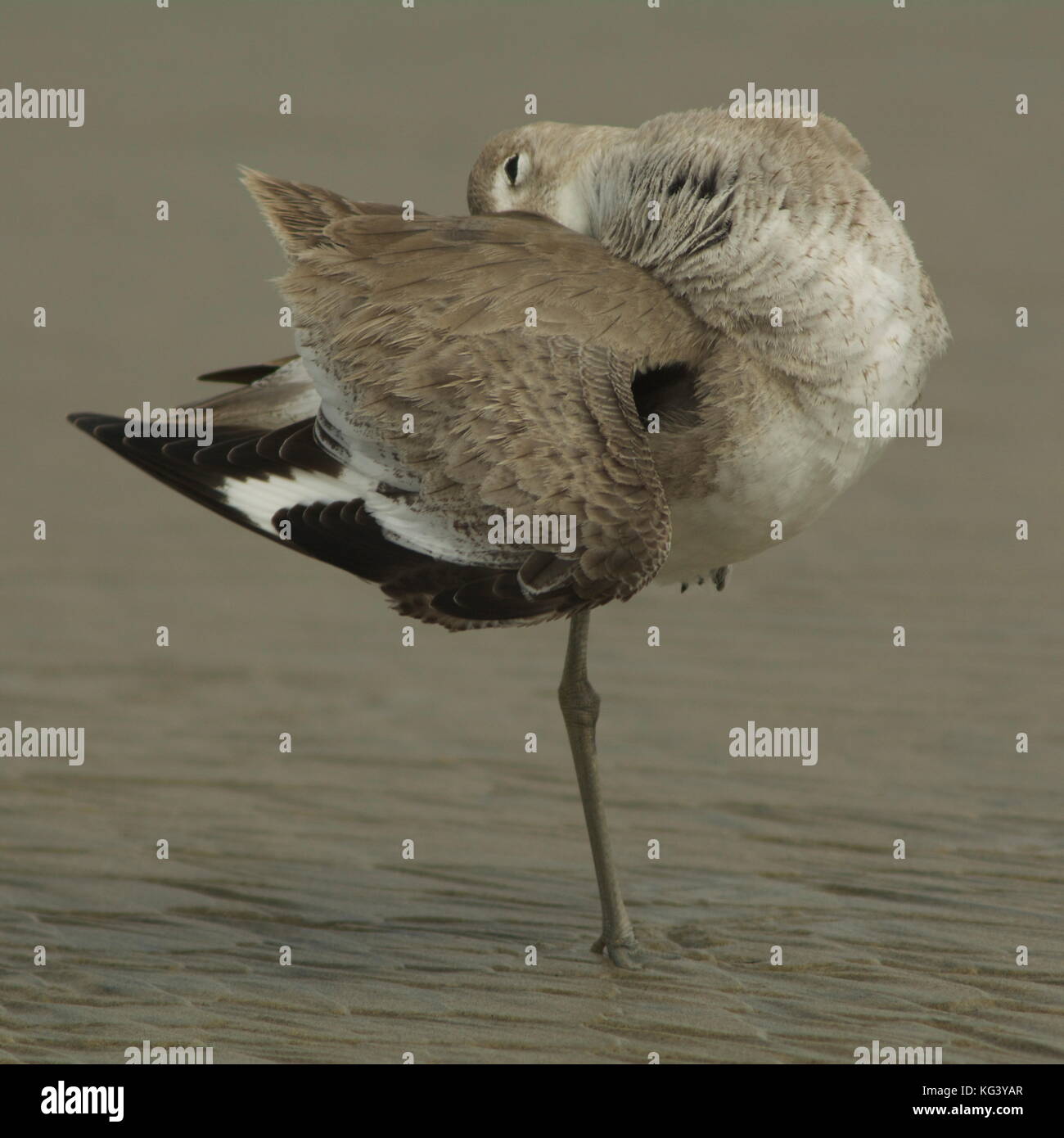 Willet putzen Stockfoto