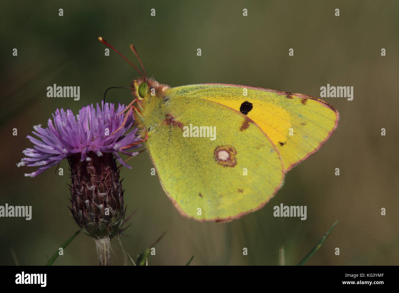 Gelbe getrübt Schmetterling Fütterung im Oktober auf einem violetten Flockenblume ein thristle Kopf Stockfoto