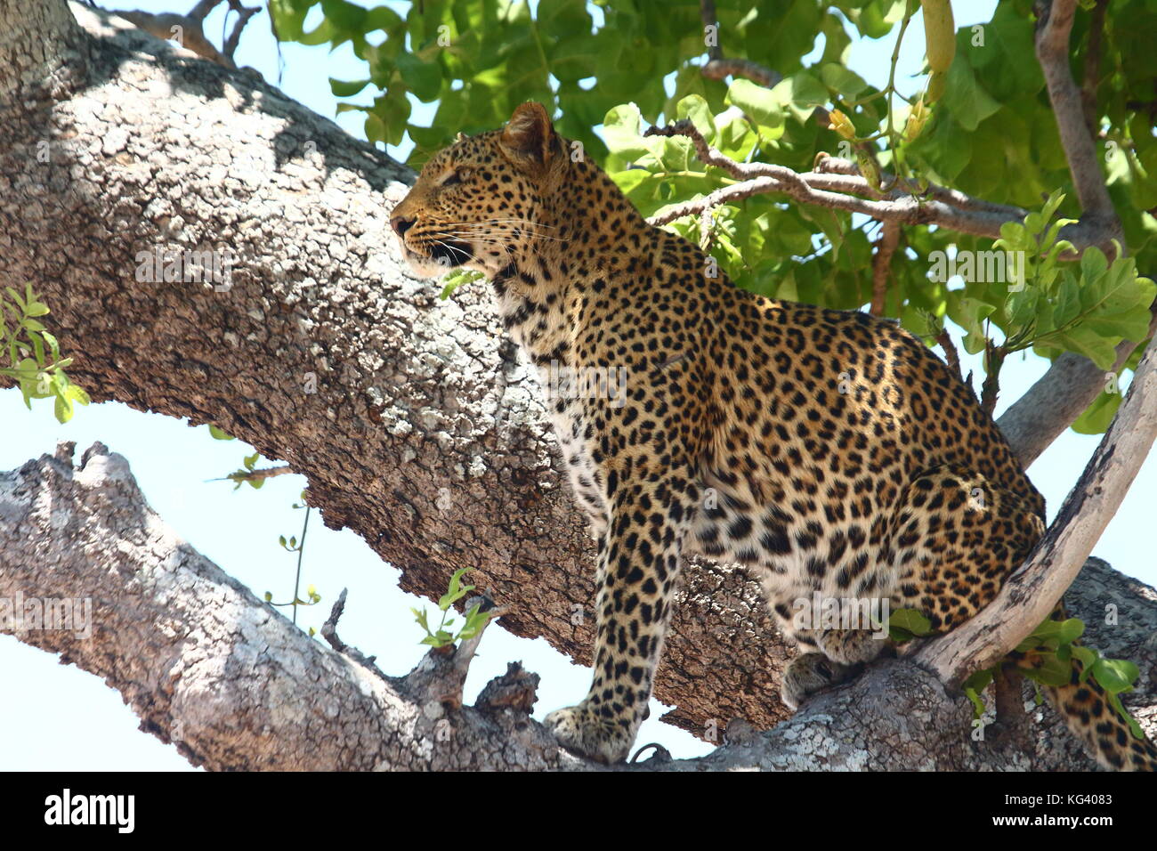 Leopard Panthera Pardus, in eine Wurst Baum im nsefu Sektor, South Luangwa National Park, Sambia, Südafrika Stockfoto