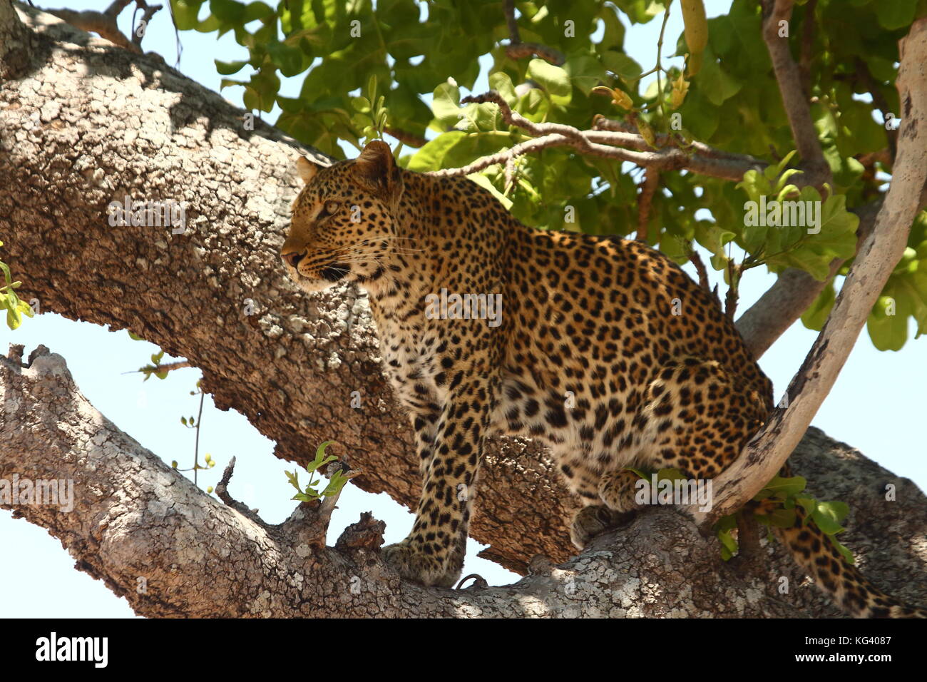 Leopard Panthera Pardus, in eine Wurst Baum im nsefu Sektor, South Luangwa National Park, Sambia, Südafrika Stockfoto