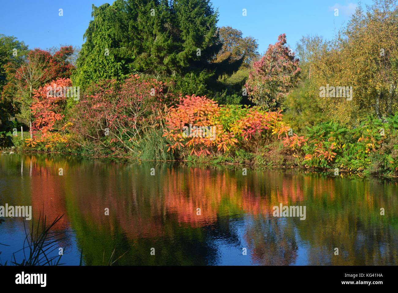 Fluss Medway, yalding, Herbst Farben Stockfoto