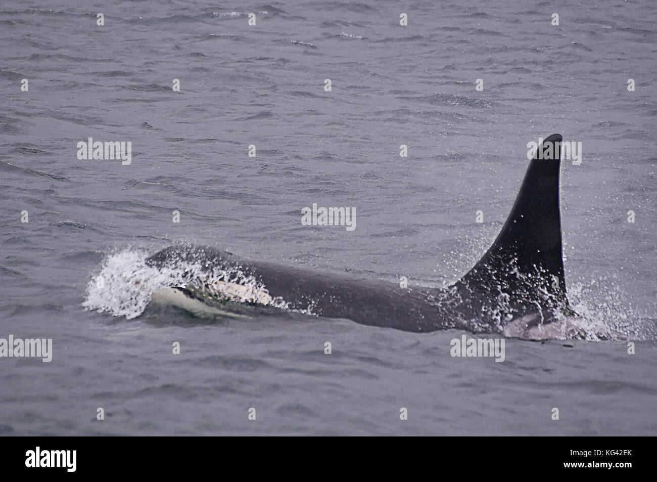 Diese orca Wal ist das Schwimmen im Meer, wie sie oben kommt für Atem. Wildlife in Aktion in der Natur in horizontaler Sea Life. Stockfoto