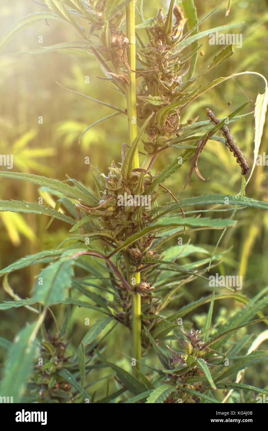 Industrielle Marihuana Hanf im Feld, in der Nähe auf. Stockfoto