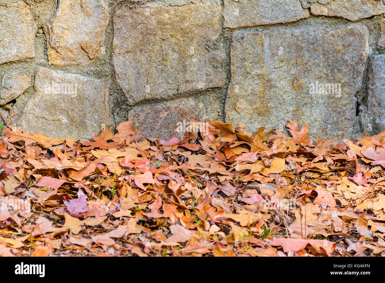 Die raue Mauer aus Stein und trockenes Laub im Herbst Park Stockfoto