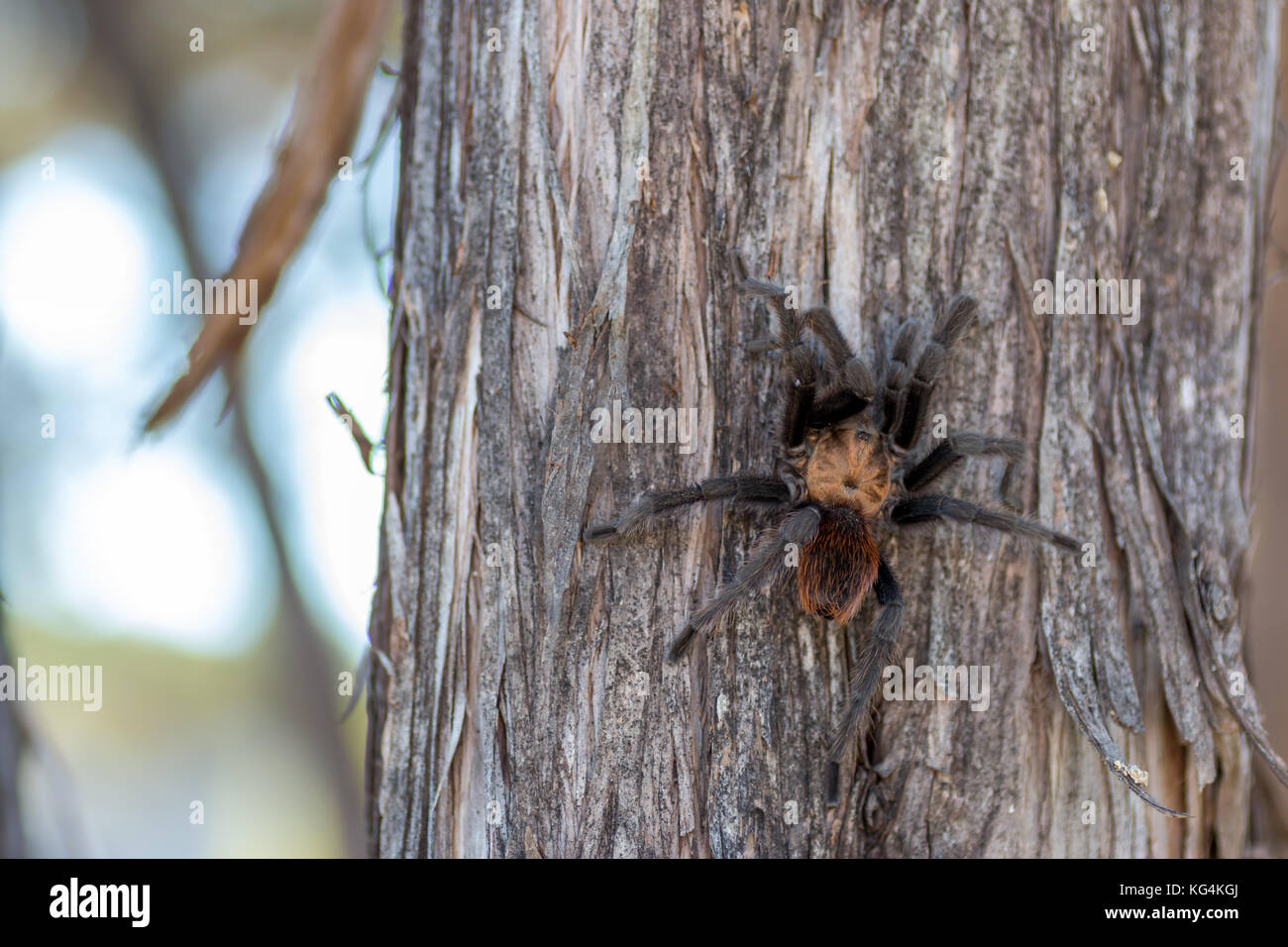 Tarantula spider Kletterbaum Stockfotografie Alamy