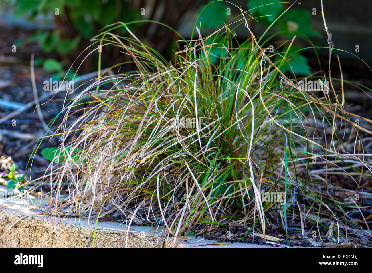 Wild wachsende Pflanzen Stockfoto