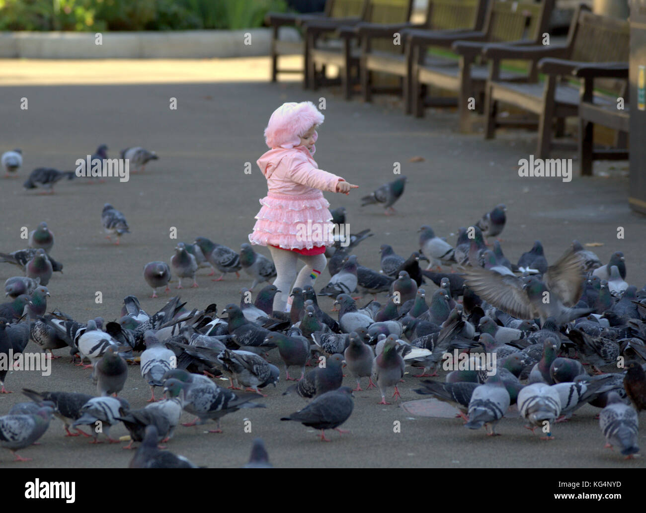 Tauben von einem Kleinkind wenig Mädchen in rosa George Square Glasgow zugeführt Stockfoto