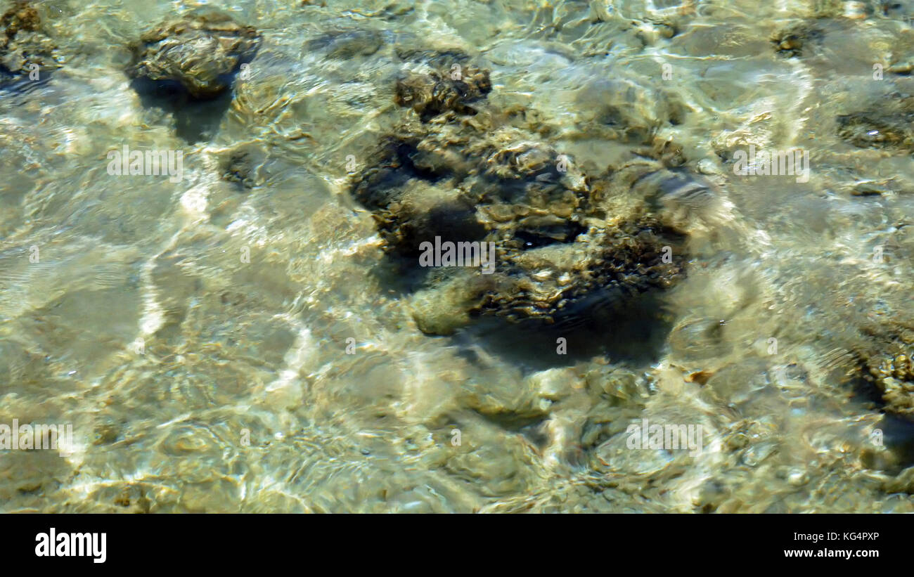 Meeresgrund unter dem klaren Wasser Stockfoto