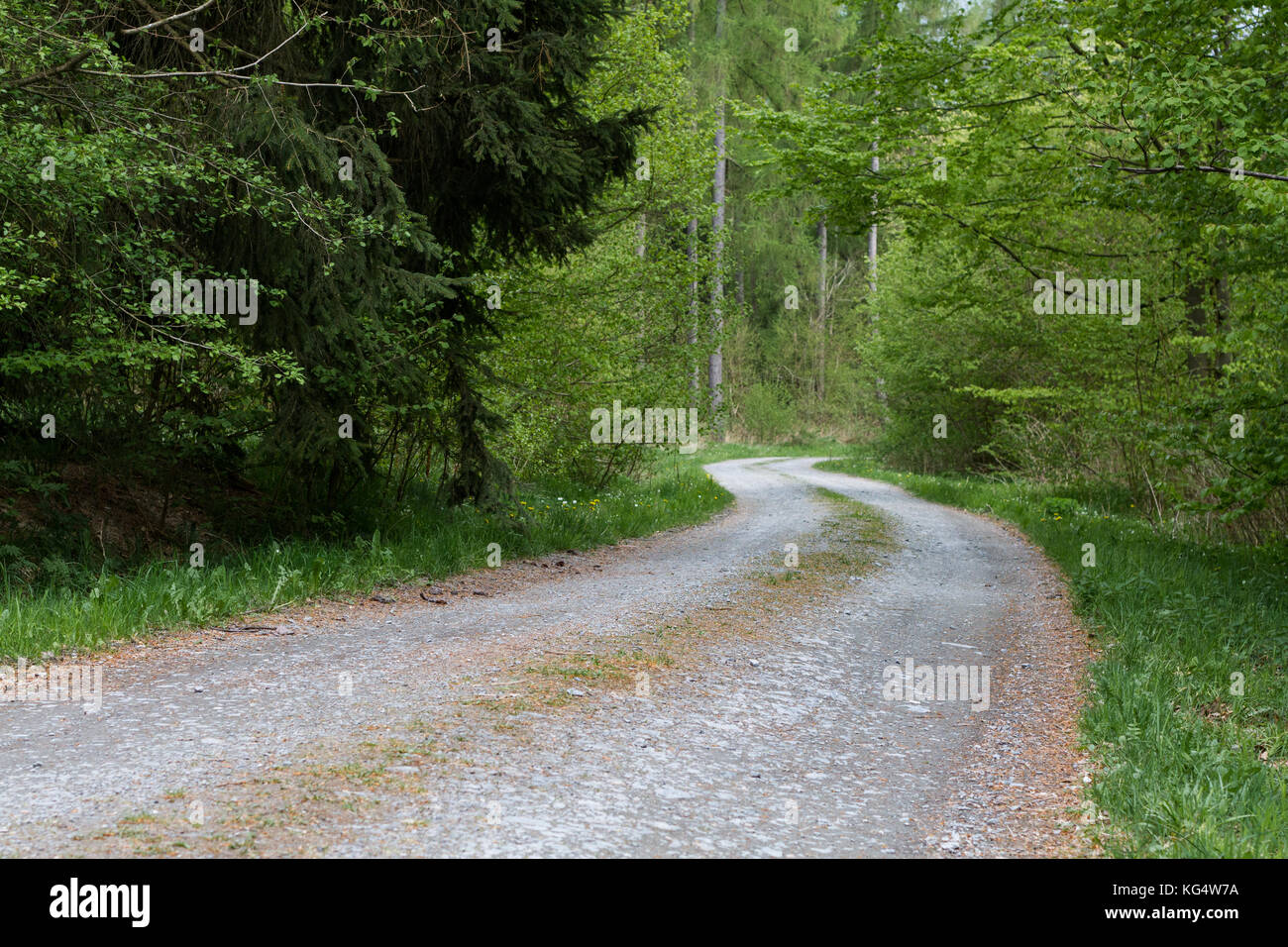 Waldweg im Harz Stockfoto