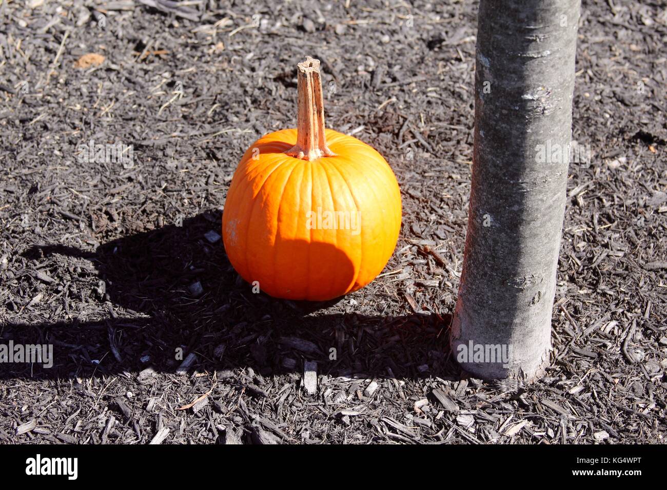 Der schöne Tag in den Parks und die Natur im Wechsel von Sommer bis Herbst. Stockfoto