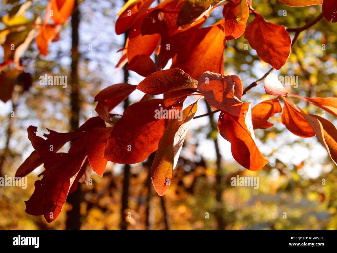 Der schöne Tag in den Parks und die Natur im Wechsel von Sommer bis Herbst. Stockfoto