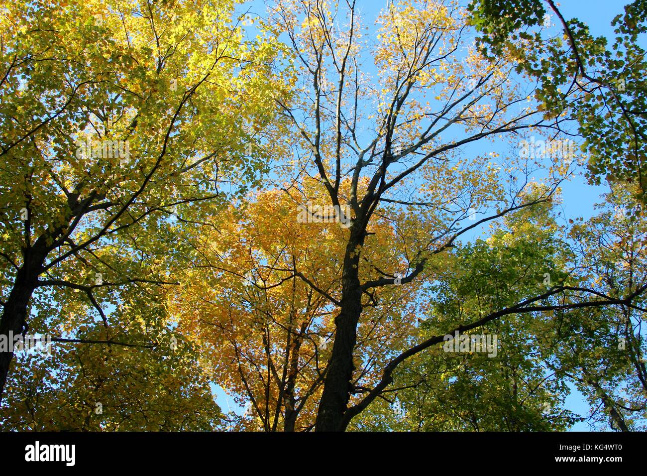 Der schöne Tag in den Parks und die Natur im Wechsel von Sommer bis Herbst. Stockfoto
