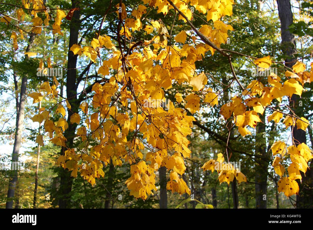 Der schöne Tag in den Parks und die Natur im Wechsel von Sommer bis Herbst. Stockfoto