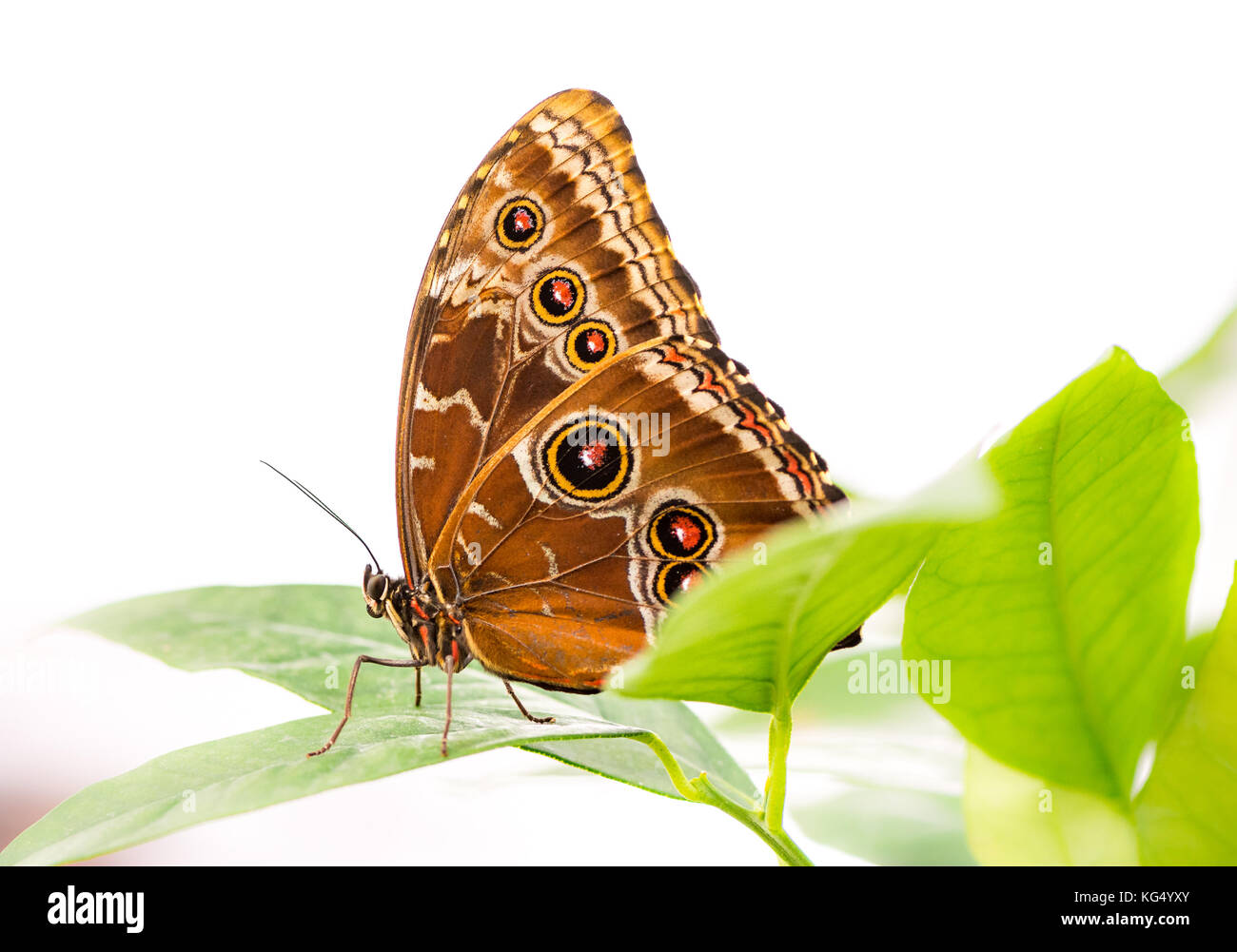 Makro einer tropischen Gemeinsame morpho Butterfly Stockfoto