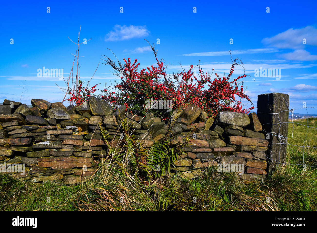 Red berrries & Trockenmauern Wand Stockfoto