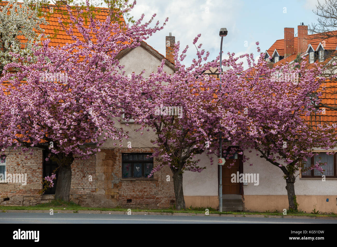 Stadt Ballenstedt Stockfoto
