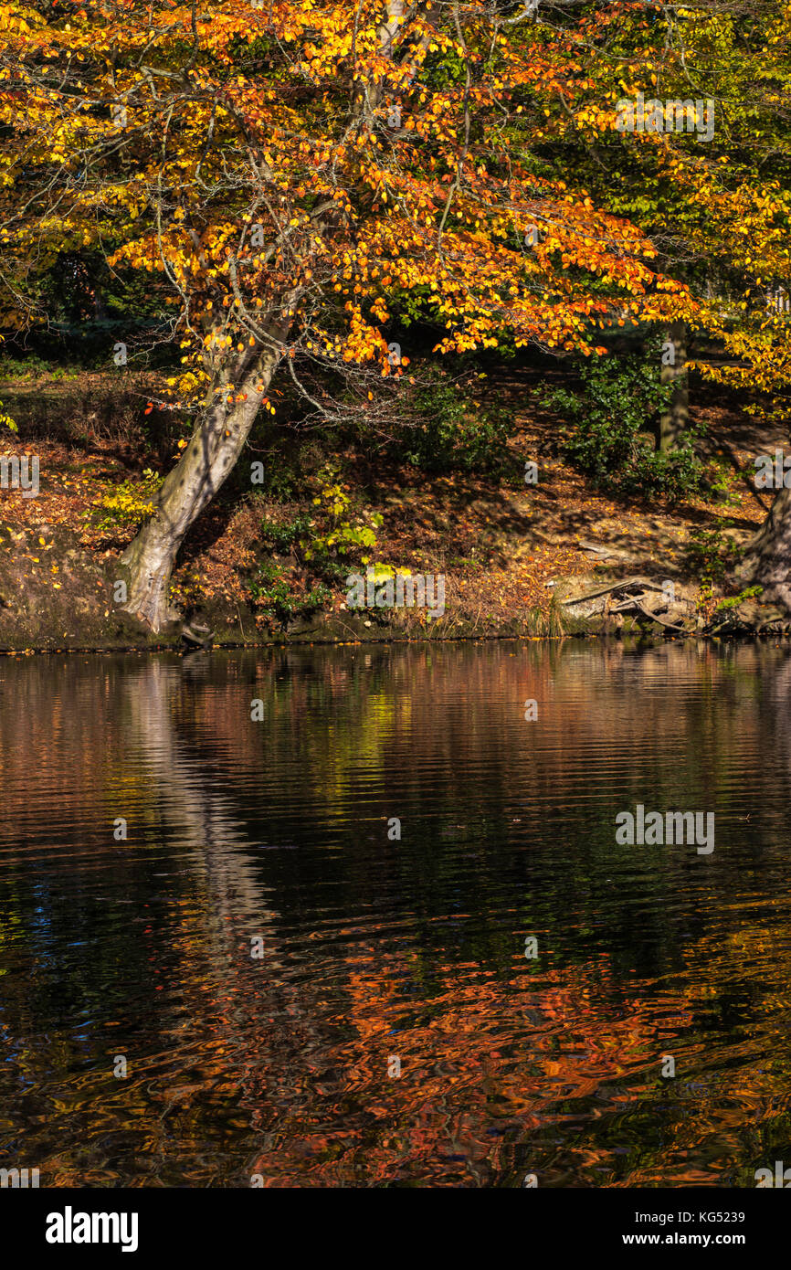 Kleine Baum im Herbst Farbe auf der Seite der See in Danbury Country Park Stockfoto
