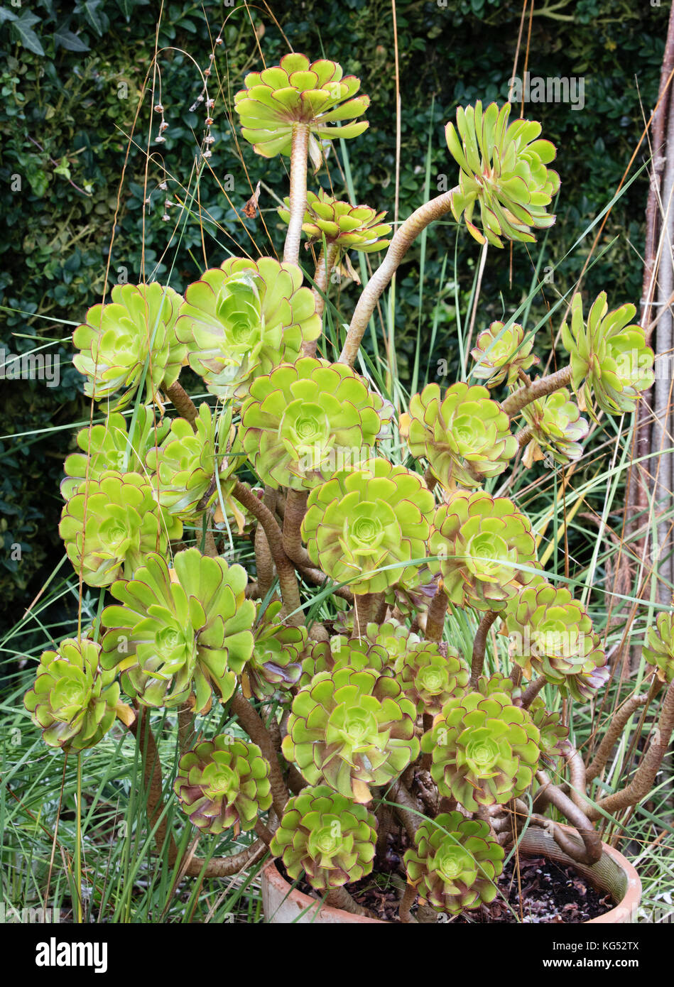 Grüne Vielfalt der Baum hauswurz Aeonium arboreum in einem Topf Container in einem Englischen Garten Stockfoto