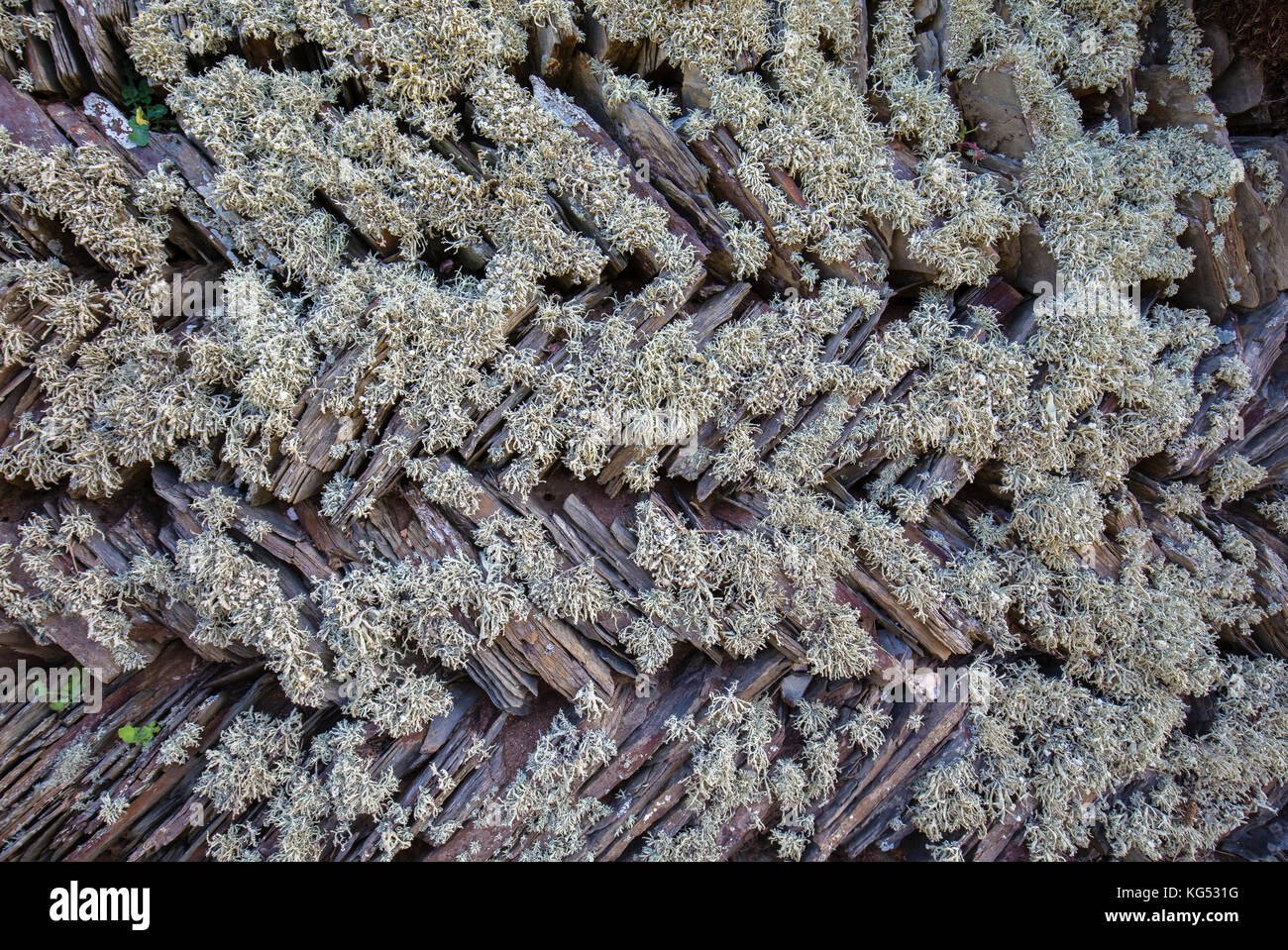 Fischgr Feldumrandung Wand von Cornish Schiefertafeln gefertigt und mit Flechten an der Küste von North Cornwall UK festooned Stockfoto