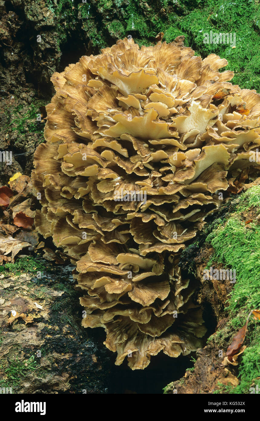 Gemeiner Klapperschwamm, Laubporling, Spatelhütiger Porling, Maitake, Grifola frondosa, Henne-of-the-Woods, Widderkopf, Schafkopf, Polypore en touffe Stockfoto