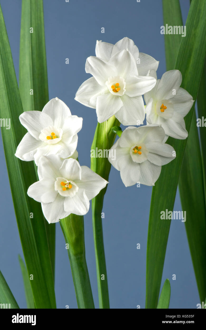 Weiße Blumen auf einem duftenden Narzisse, Narzissen 'Paperwhite' als Zimmerpflanze im Winter für seinen Geruch gewachsen Stockfoto