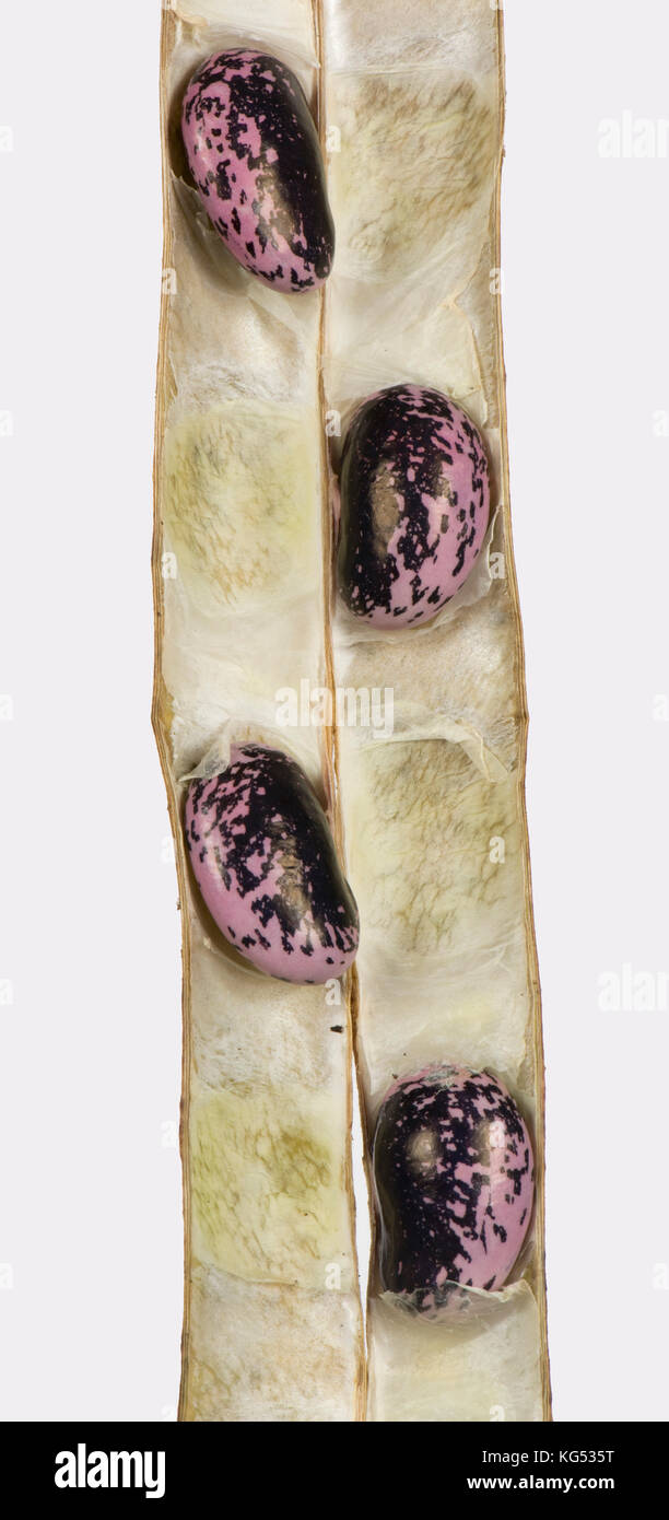 Trockene Prunkbohne, Phaseolus coccineus, Samen in der Pod für die Sammlung für das nächste Jahr ist die Ernte Stockfoto
