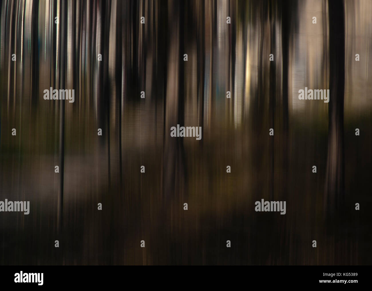 Blurry weiche und glatte Baumstämme im Wald, traumhafte Landschaft Stockfoto