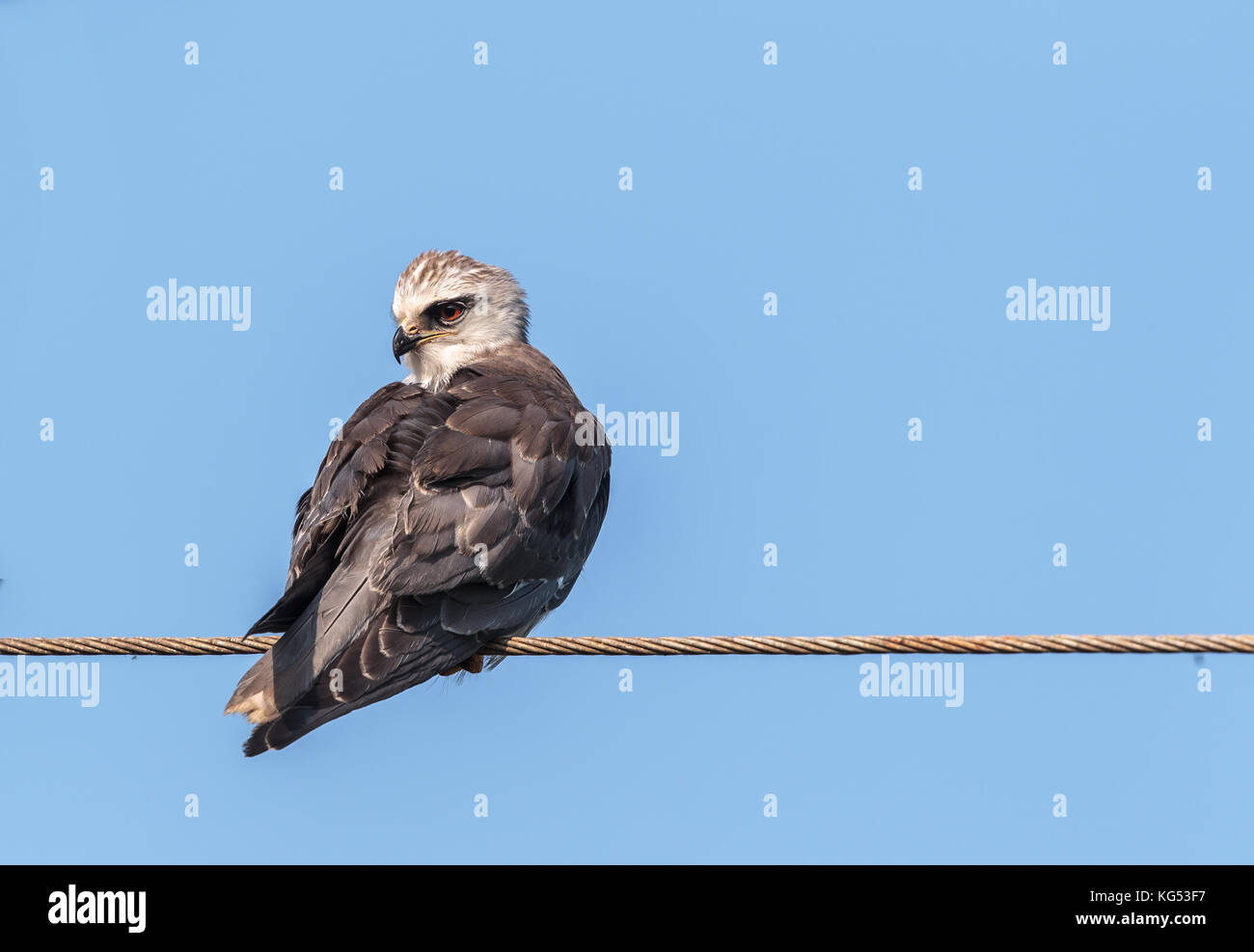 Black-winged Kite auf den Draht gehockt Stockfoto