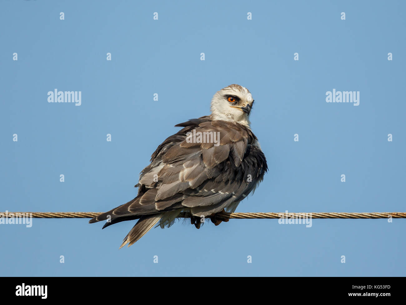 Black-winged Kite auf den Draht gehockt Stockfoto