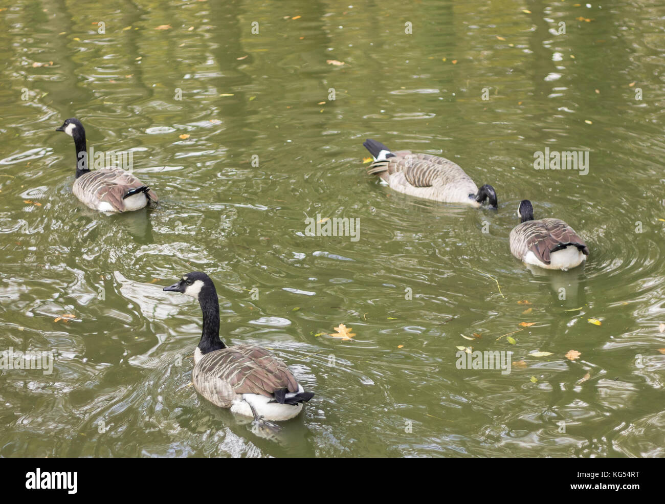 Eine schwarze und weiße Ente schwimmend in grünlich Wasser mit Gelben Blättern Stockfoto