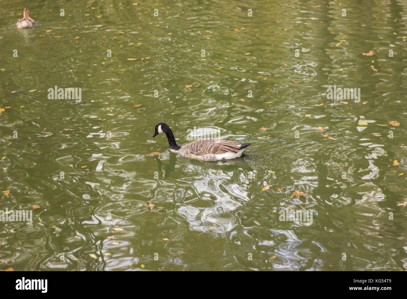 Eine schwarze und weiße Ente schwimmend in grünlich Wasser mit Gelben Blättern Stockfoto