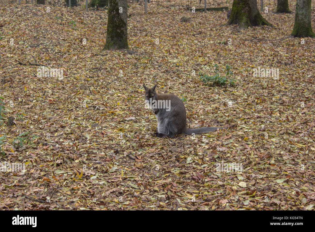 Tier der Biberfamilie auf Land der grauen Farbe Stockfoto