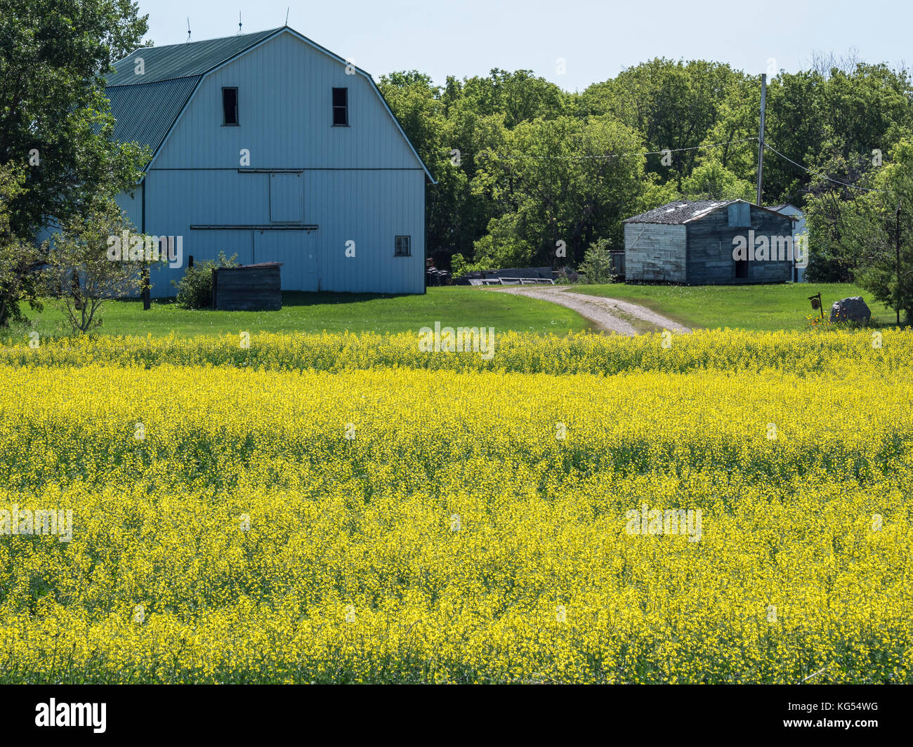 Canola Felder und Scheune entlang Saskatchewan Landstraße 15, Saskatchewan, Kanada. Stockfoto