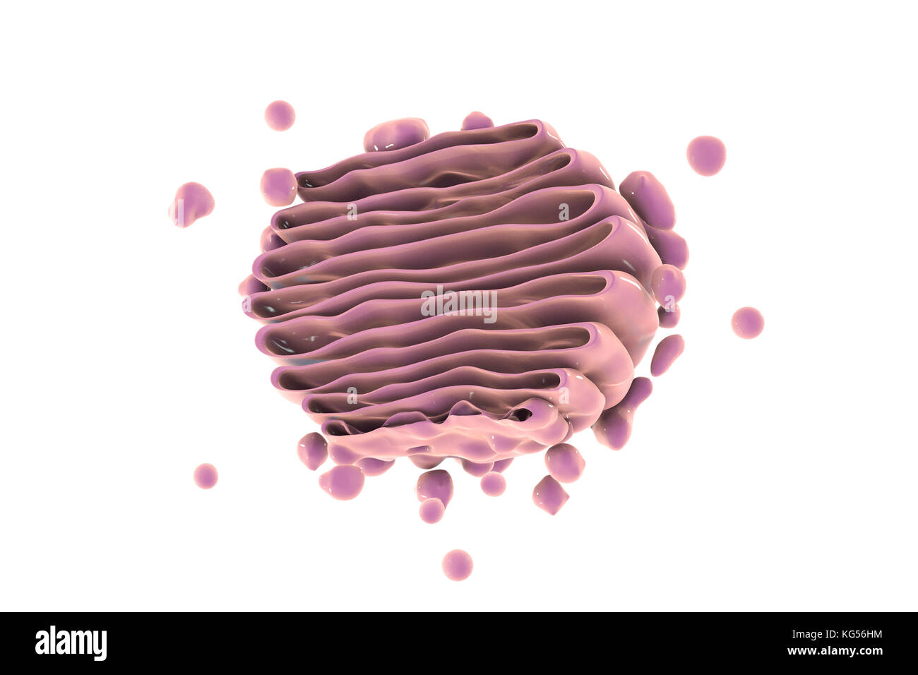 Computer Abbildung: Golgi-apparat. Dieses Organell fungiert als zentrale Delivery System für die Zelle. Seine primäre Funktion ist es, zu modifizieren, zu speichern und zu transportieren Proteine und Lipide an anderer Stelle in der Zelle. Stockfoto