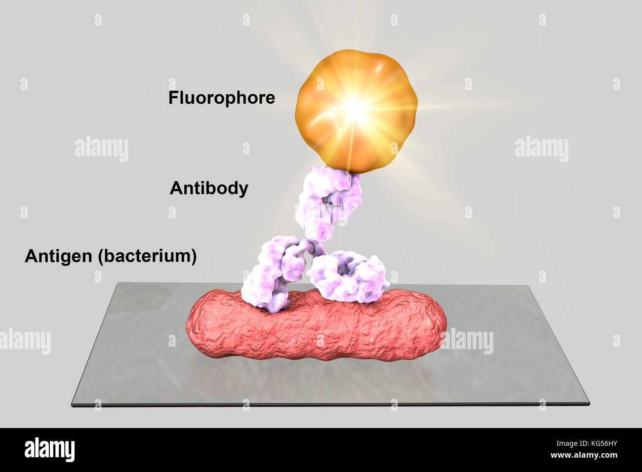 Mechanismus der direkten Immunfluoreszenztest, computer Abbildung. Immunfluoreszenz ist ein cell imaging Technik basiert auf der Verwendung von Antikörpern gegen das Label ein spezifisches Ziel Antigen (Bakterien, Krebszellen, Andere) mit einem fluoreszierenden Farbstoff (auch als fluorophor oder FLUOROCHROM). Die fluoreszierenden Farbstoff ermöglicht die Visualisierung des Antigens Verteilung in der Stichprobe unter einem Fluoreszenz-mikroskop. Direkte Immunfluoreszenztest verwendet eine einzelne Antikörper gegen das Antigen, das ist das Ziel von Interesse geleitet. Der Antikörper ist direkt mit einem fluoreszierenden Farbstoff konjugiert. Stockfoto