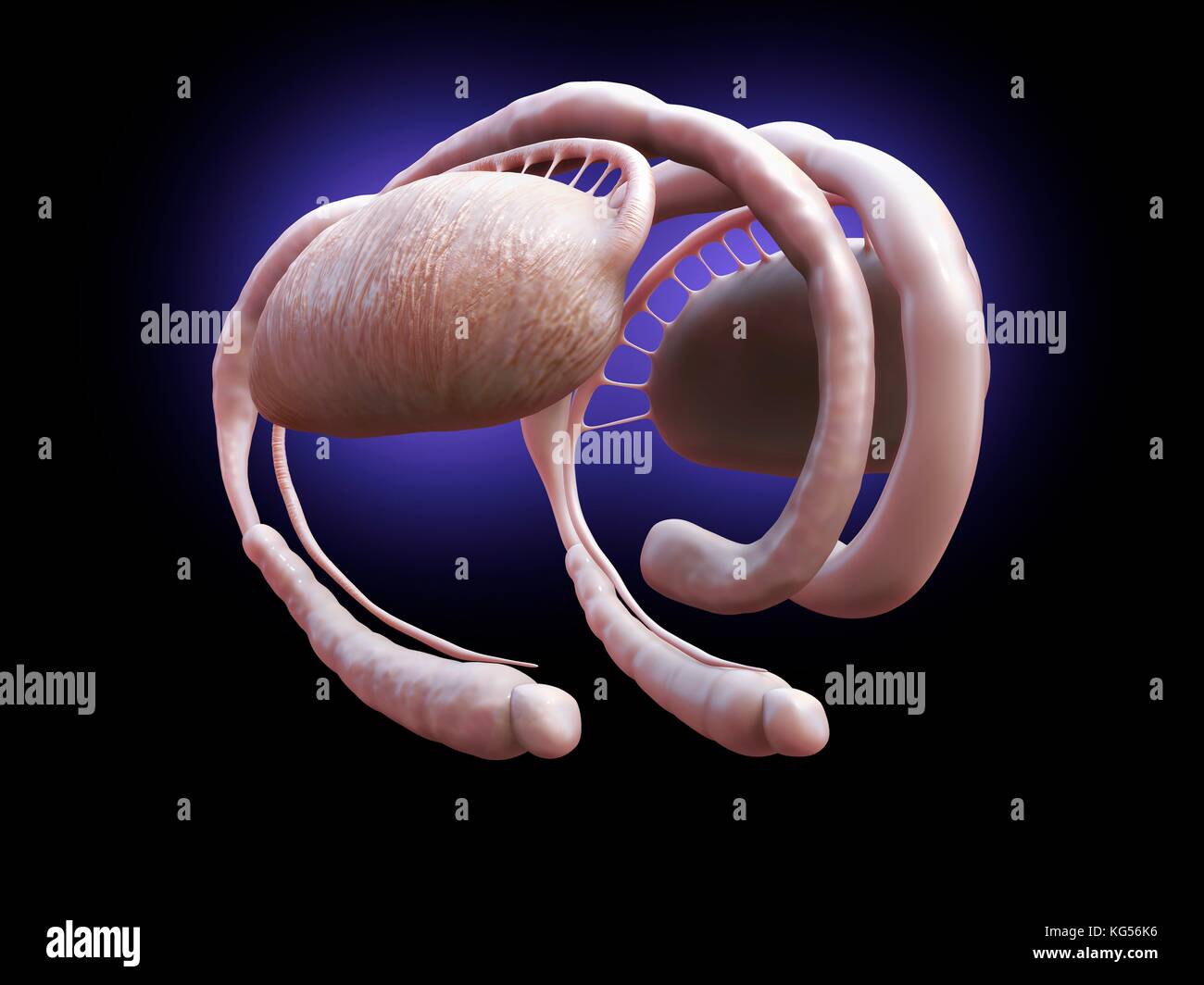 Menschliche Gehirn limbische System, Illustration. Stockfoto