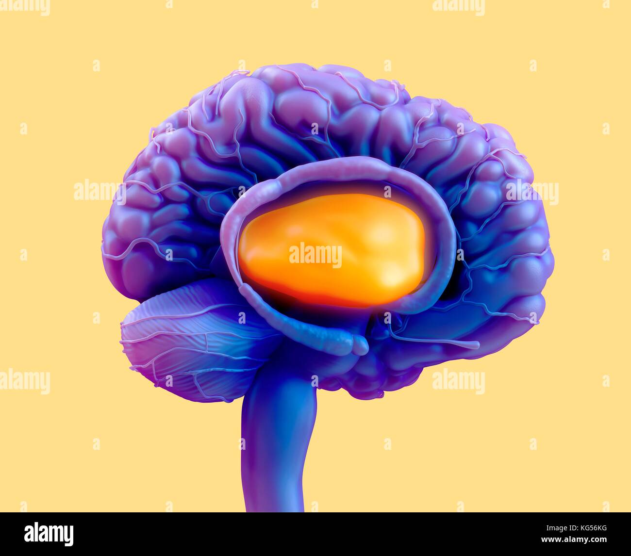 Menschliche Gehirn Thalamus, Illustration. Stockfoto