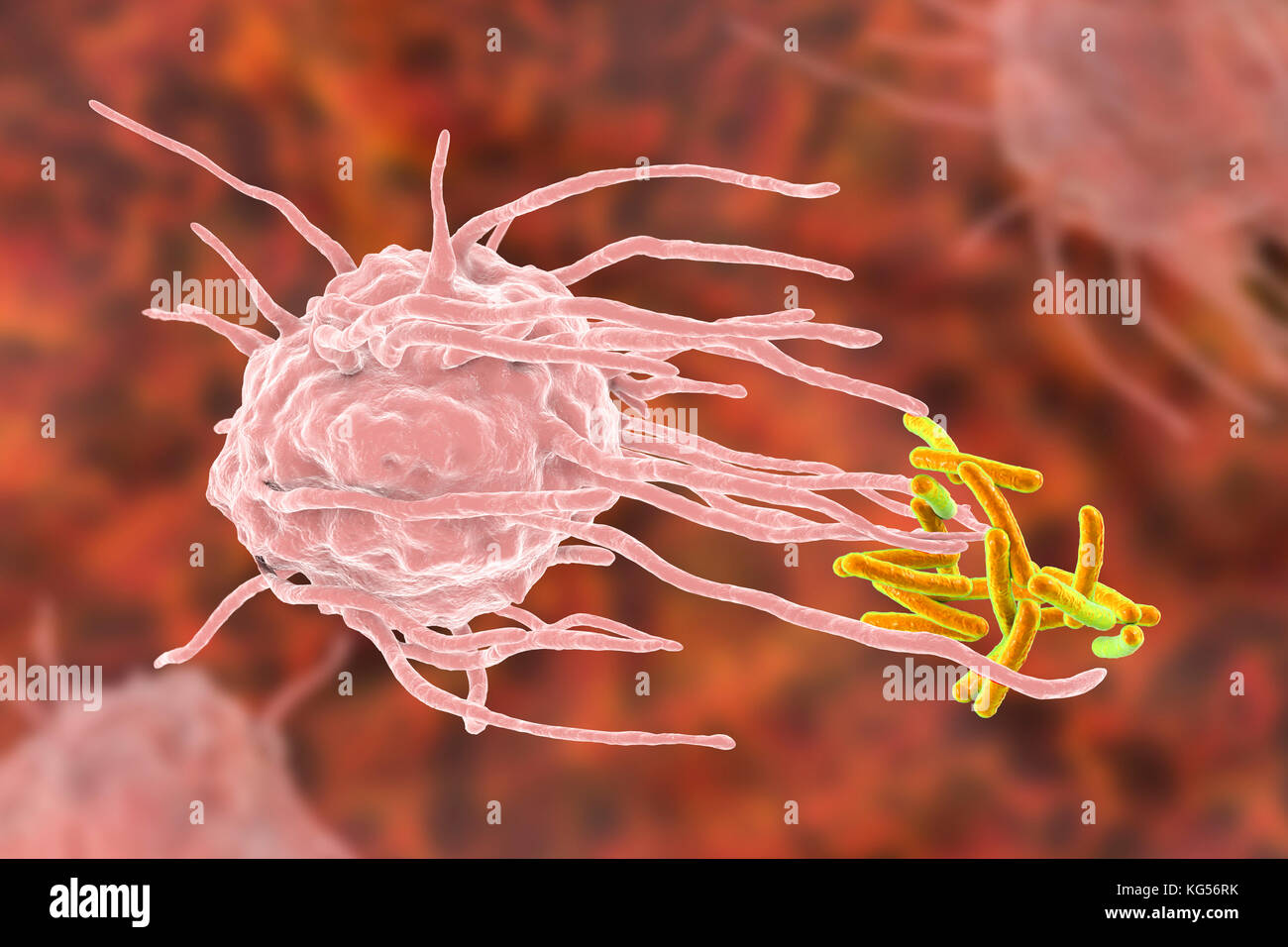 Makrophage engulfing TB-Bakterien. Computer Abbildung: der Makrophagen weißen Blutkörperchen (rosa) engulfing Tuberkulose (Mycobacterium tuberculosis) Bakterien (orange). Dieser Prozess wird als phagozytose. Makrophagen sind Zellen des Immunsystems des Körpers. Sie phagocytose und zerstören Krankheitserreger, tote Zellen und zelluläre Ablagerungen. Stockfoto